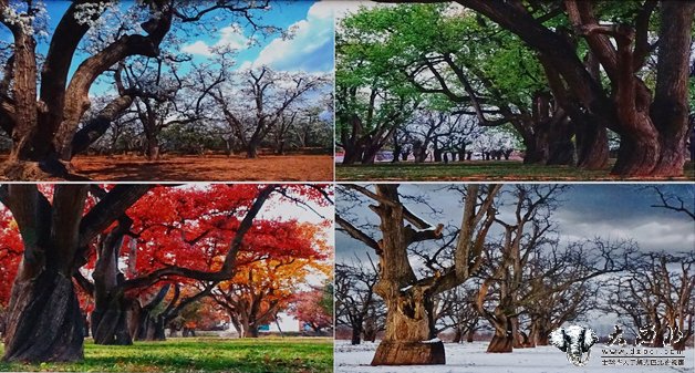 兰州皋兰举办“秋染梨园 美丽什川”摄影展