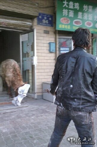 乌鲁木齐市安宁渠天鹰屠宰场待宰公牛夺路而逃狂奔八公里 乌鲁木齐市安宁渠天鹰屠宰场待宰公牛夺路而逃狂奔八公里