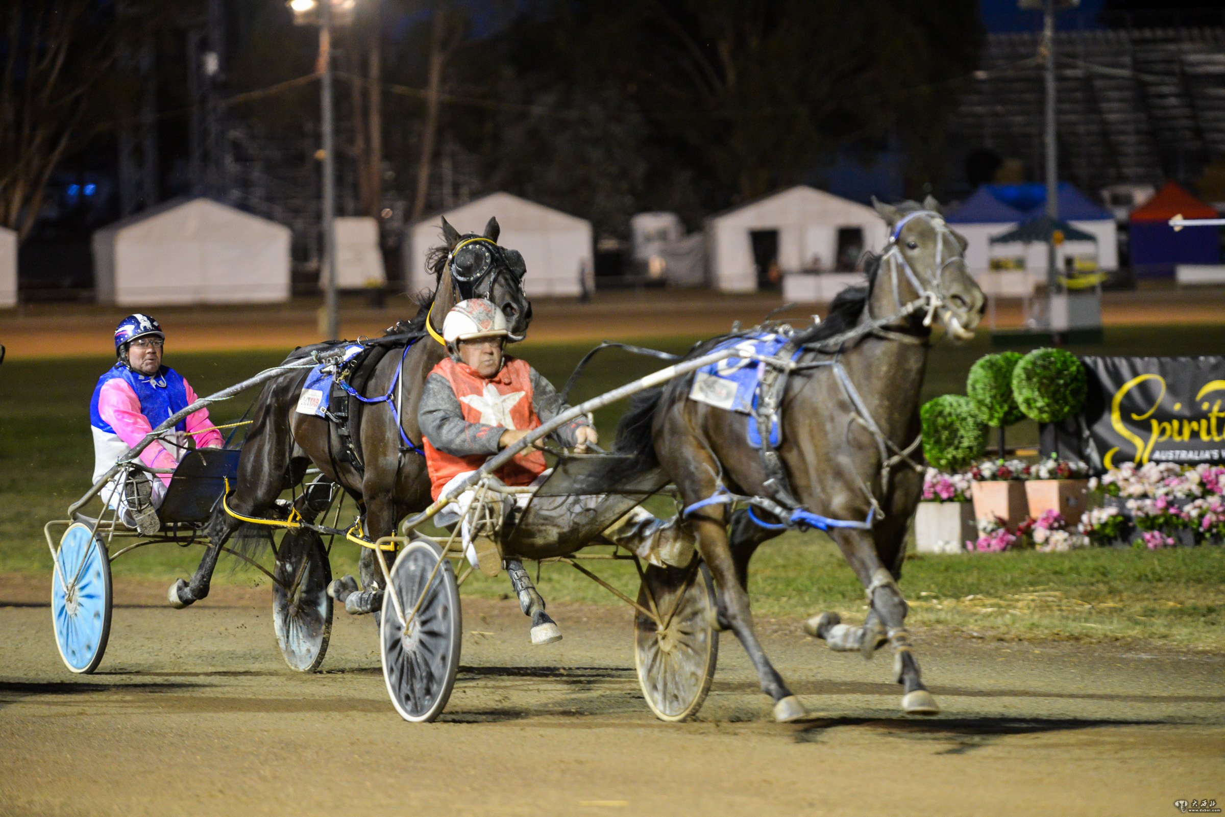 澳大利亚堪培拉举行趣味农展会　　