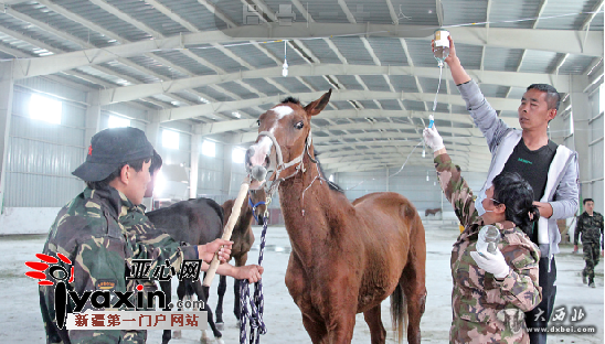 长时间关“禁闭”诱发运输综合症 汗血宝马首次在进疆途中死亡 长时间关“禁闭”诱发运输综合症 汗血宝马首次在进疆途中死亡