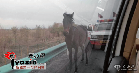 乌奎高速五工台服务区附近马在跑交警围堵三小时马累趴 乌奎高速五工台服务区附近马在跑交警围堵三小时马累趴