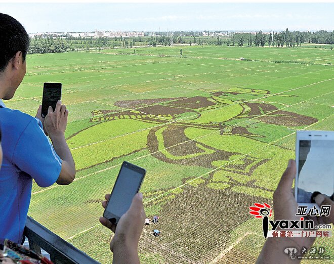新疆察布查尔县农民稻田作画 新疆察布查尔县农民稻田作画