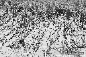 墙倒屋漏泥满院 借宿亲戚家渡难关