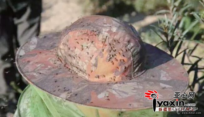 一巴掌拍死几十只不稀奇 今年北屯雨多蚊虫猖狂 全国各地伸援手 一巴掌拍死几十只不稀奇 今年北屯雨多蚊虫猖狂 全国各地伸援手