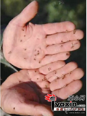 一巴掌拍死几十只不稀奇 今年北屯雨多蚊虫猖狂 全国各地伸援手 一巴掌拍死几十只不稀奇 今年北屯雨多蚊虫猖狂 全国各地伸援手