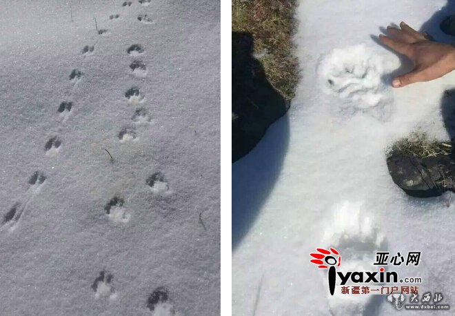 驴友夜穿森林去禾木遭遇狼群 五匹狼尾随近一小时 四人拿手机照明 大声唱歌方脱险 驴友夜穿森林去禾木遭遇狼群 五匹狼尾随近一小时 四人拿手机照明 大声唱歌方脱险