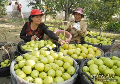 皋兰县什川万亩梨园采摘忙