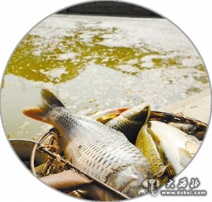 隔壁工厂粉尘“毒死”鱼塘万斤鱼?