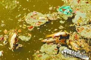 隔壁工厂粉尘“毒死”鱼塘万斤鱼?