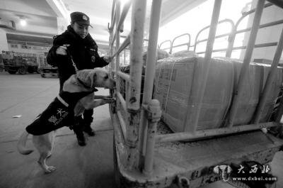 两会女子警犬队:狗闻到爆炸物会卧倒提示警员