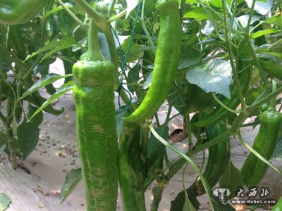 兰州电商蔬菜5月6日批发价（15公斤起送）