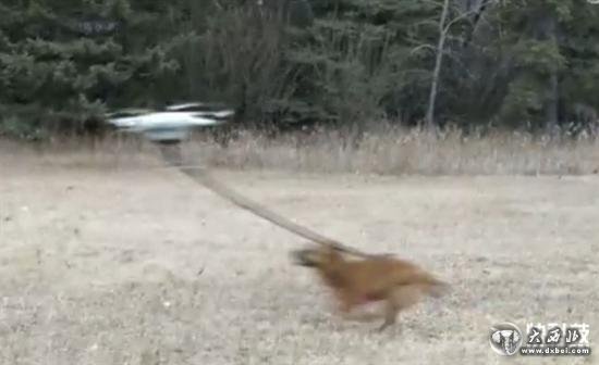 男子用无人机遛狗:结果失控狗狗“腾空而去”