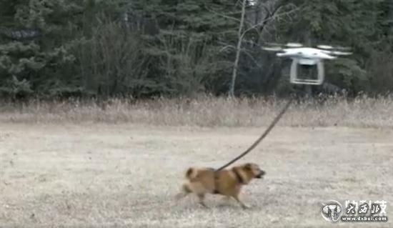 男子用无人机遛狗:结果失控狗狗“腾空而去”