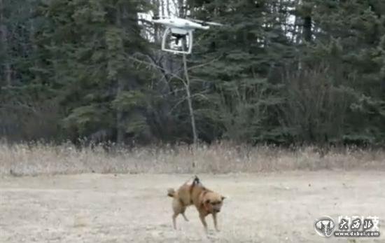 男子用无人机遛狗:结果失控狗狗“腾空而去”