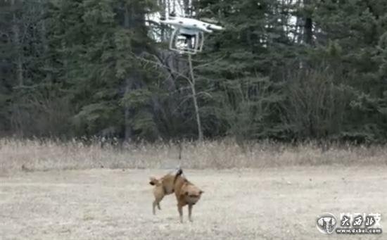 男子用无人机遛狗:结果失控狗狗“腾空而去”