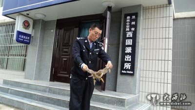兰州森警救助国家二级保护动物