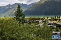 林芝结巴村:不砍树搞