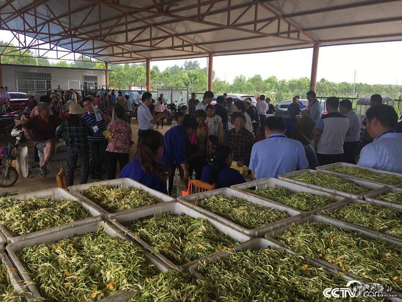 金银花、软籽石榴种植,带领当地百姓走上富裕路(摄\记者徐辉)