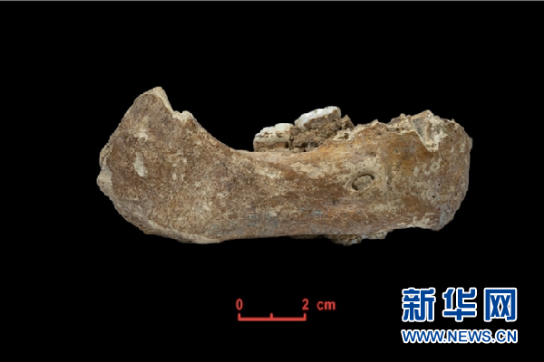 甘肃夏河县人类下颌骨