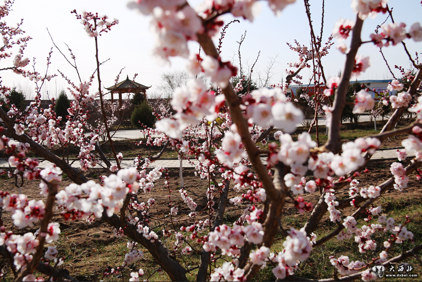 张掖金满园千亩杏园正式