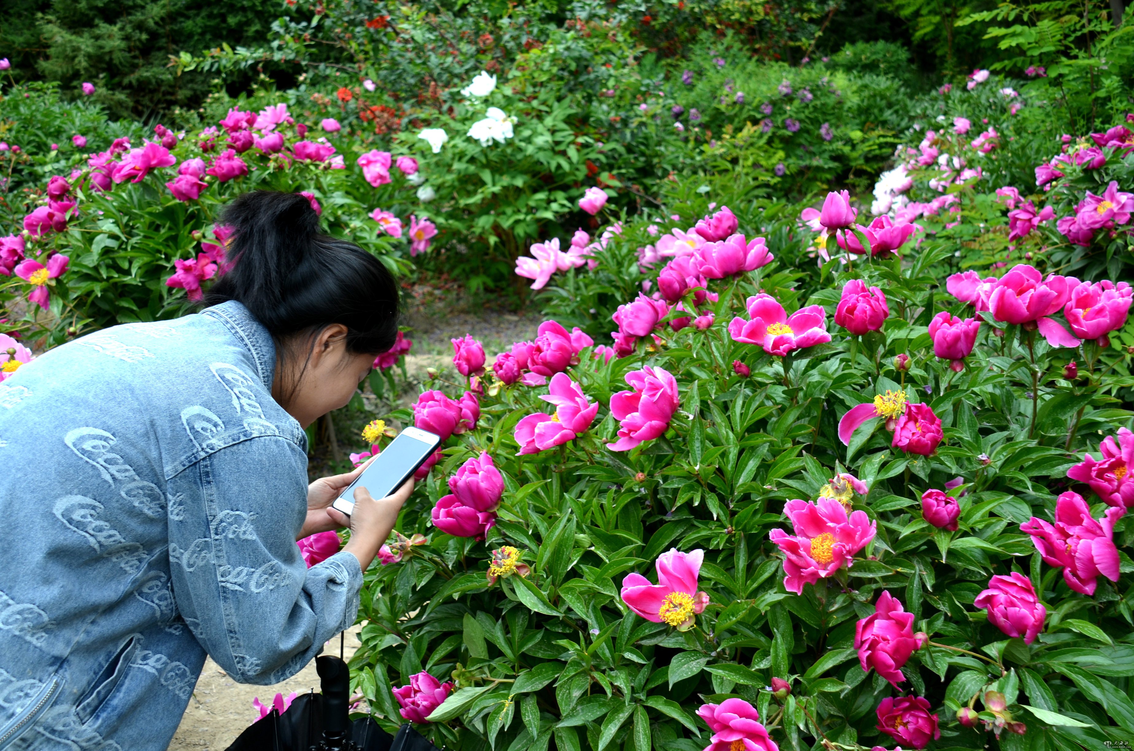 酒泉市芍药花开醉游人