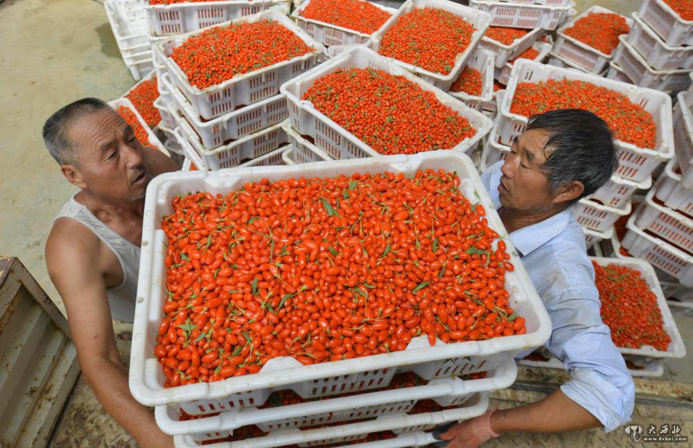 甘肃高台:戈壁滩上枸