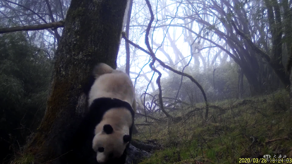 甘肃白水江:野生大熊