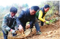 陇南因地制宜种天麻农