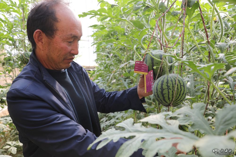 甘肃民勤:果蔬飘香