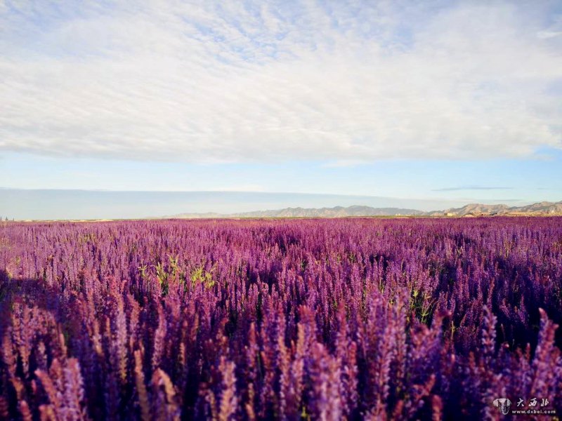 走吧!我们去新疆——