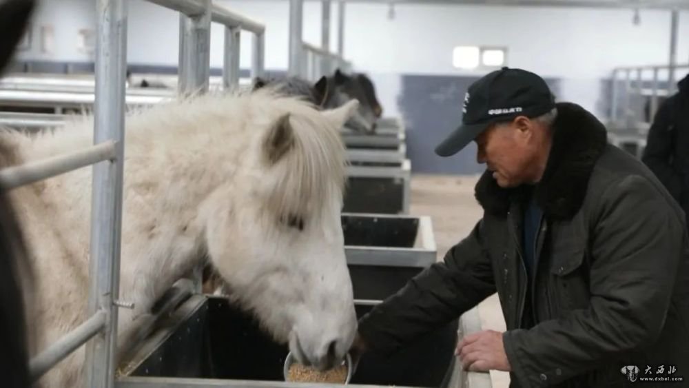 甘肃天祝:走马客胡万