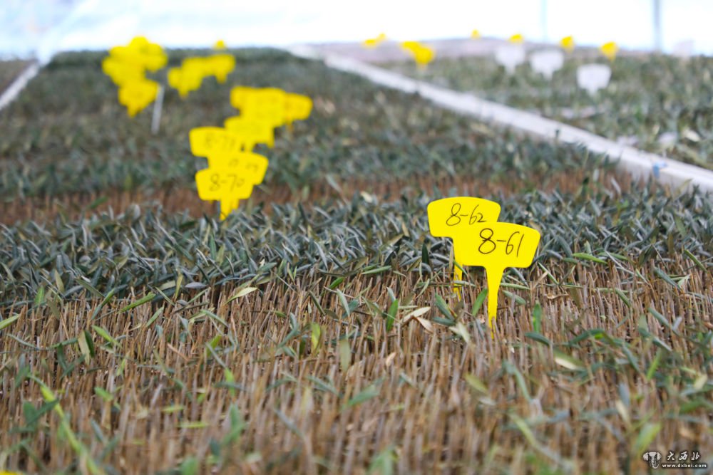 全国人大代表姜成英: