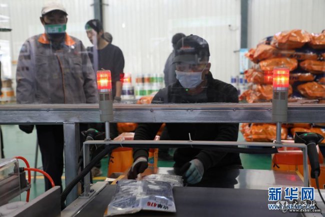 甘肃临泽:玉米制种企