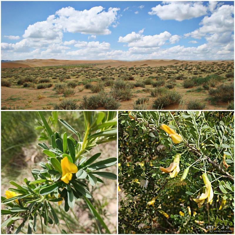 如何“顶住”干旱?来