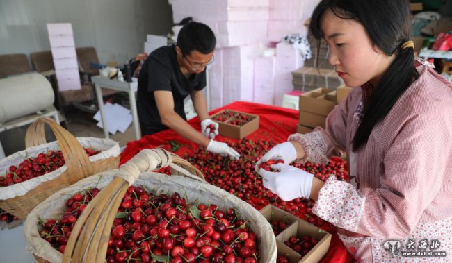 甘肃天水:樱桃熟了
