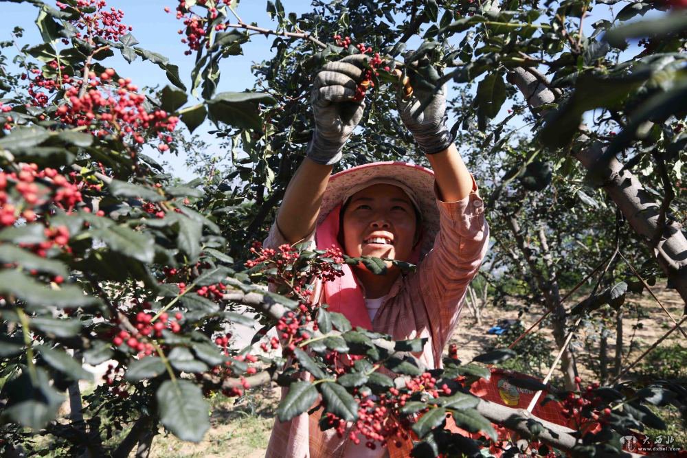 甘肃甘谷:花椒采摘忙