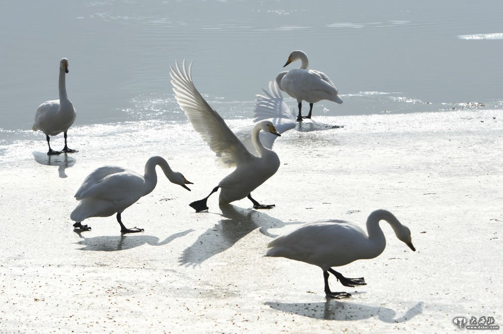 临夏:黄河湿地天鹅舞