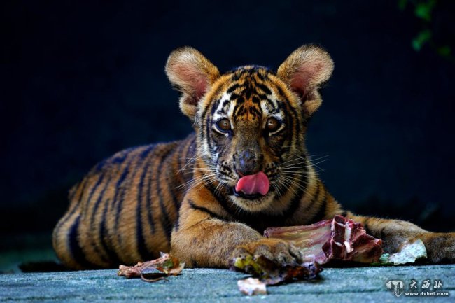 从18只到240多只,“中