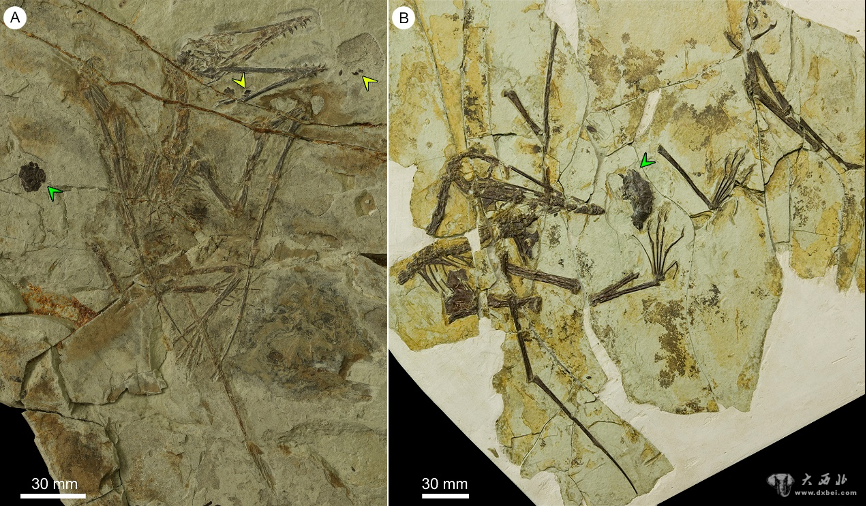 新发现翼龙食团:1.6亿