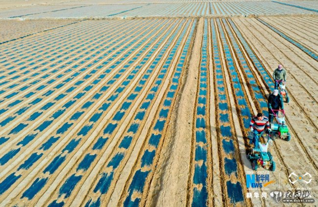 甘肃临泽:制种玉米基