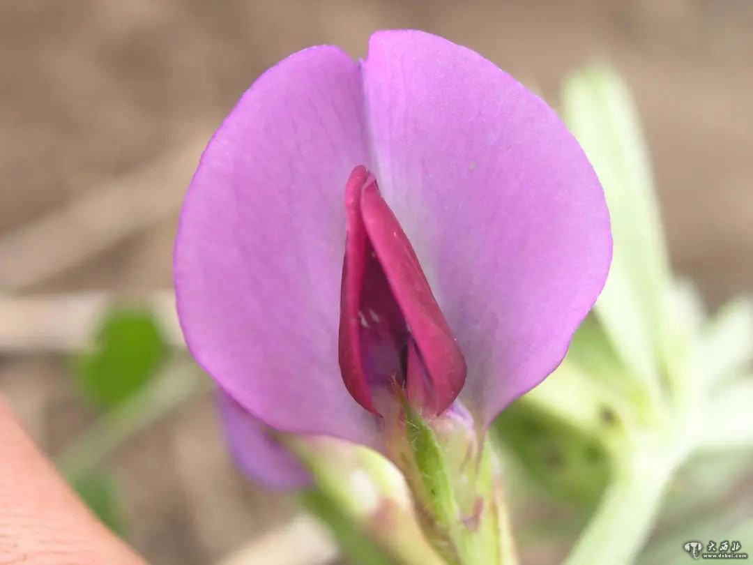 20年育新种,兰州大学