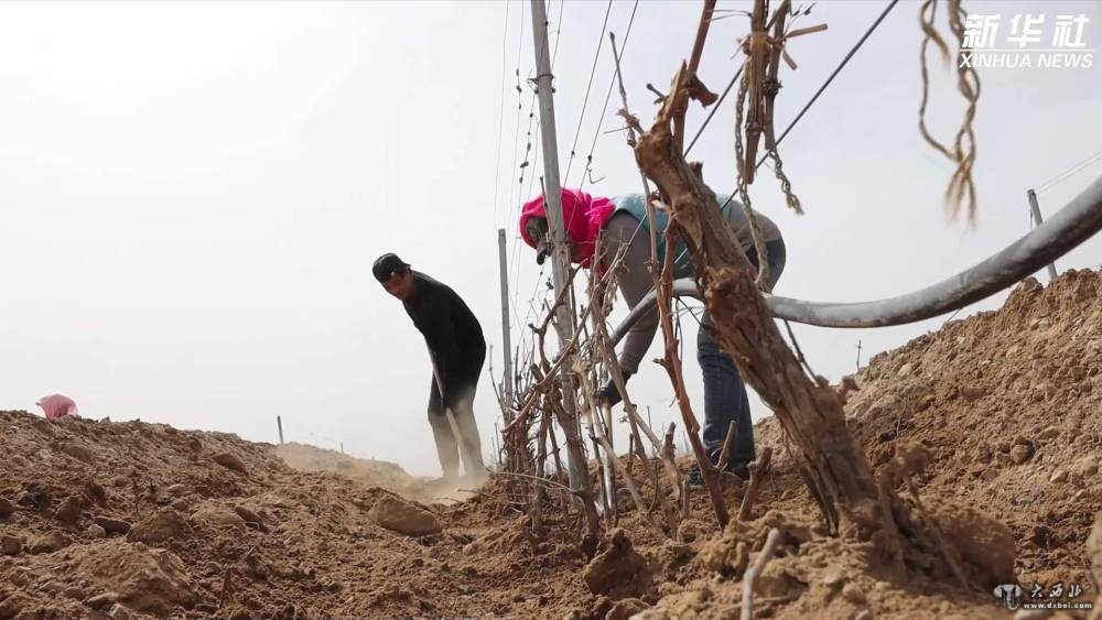 破土而出!贺兰山东麓