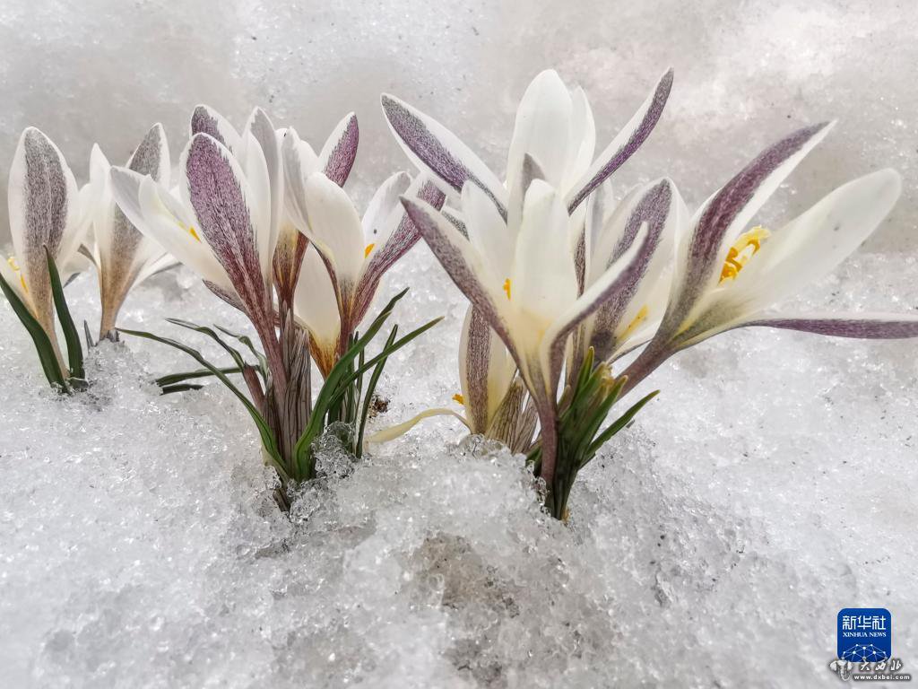 新疆:顶冰花破雪绽放