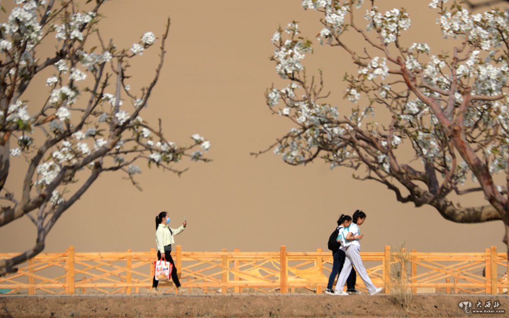 甘肃敦煌:花开月牙泉