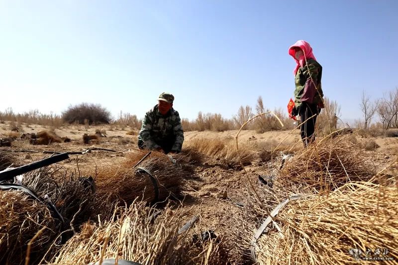张掖临泽:在沙漠中种