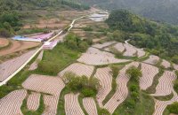 陇南成县:“订单辣椒