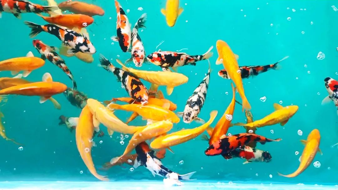 一条锦鲤17万!走进银