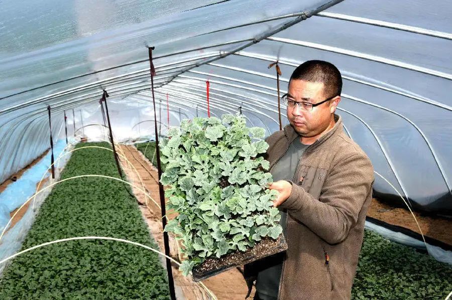 甘肃陇西:千亩西瓜移