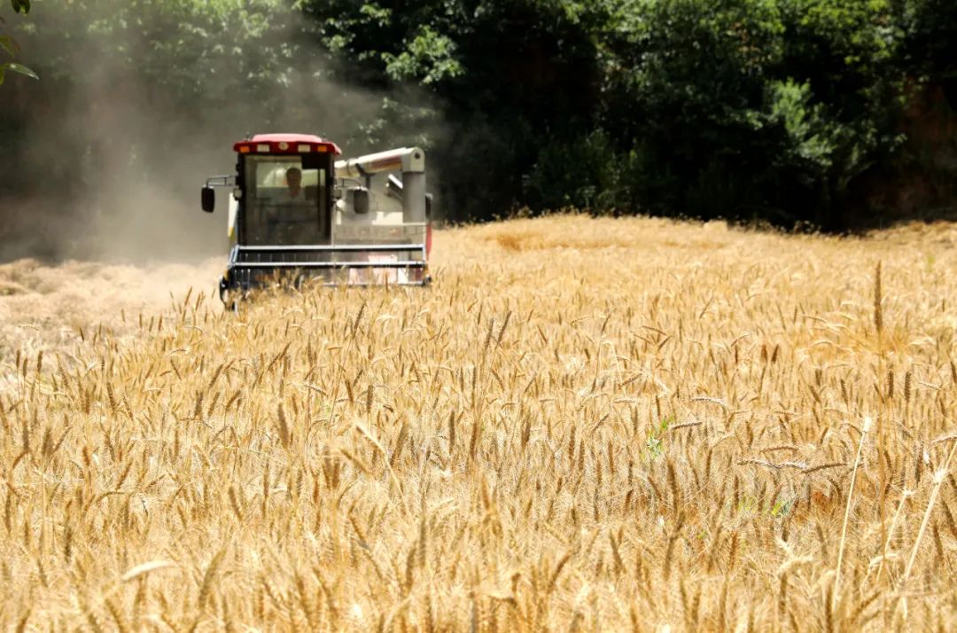 陇南成县:麦穗沉沉金