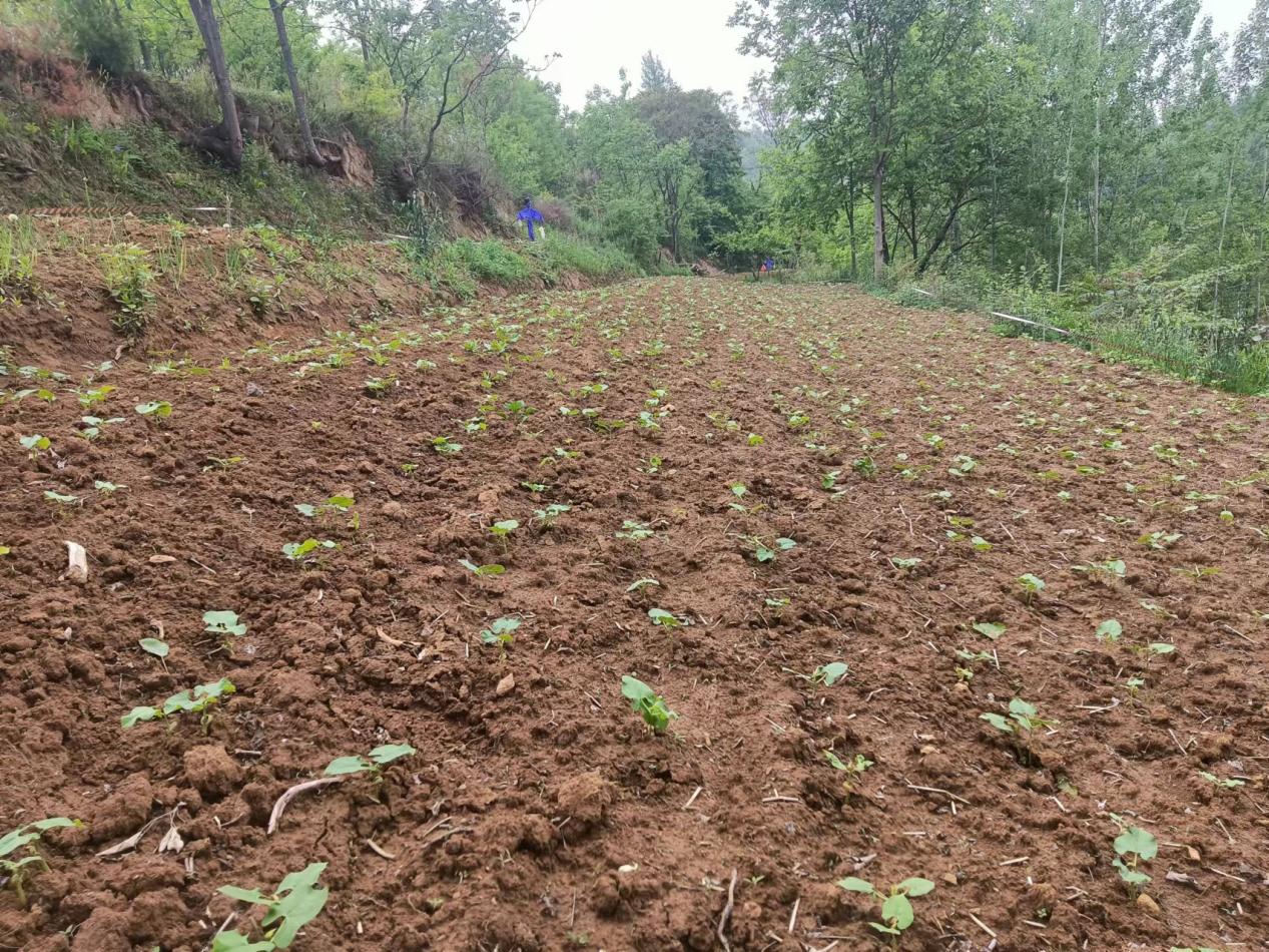 甘肃成县沙坝镇:回头